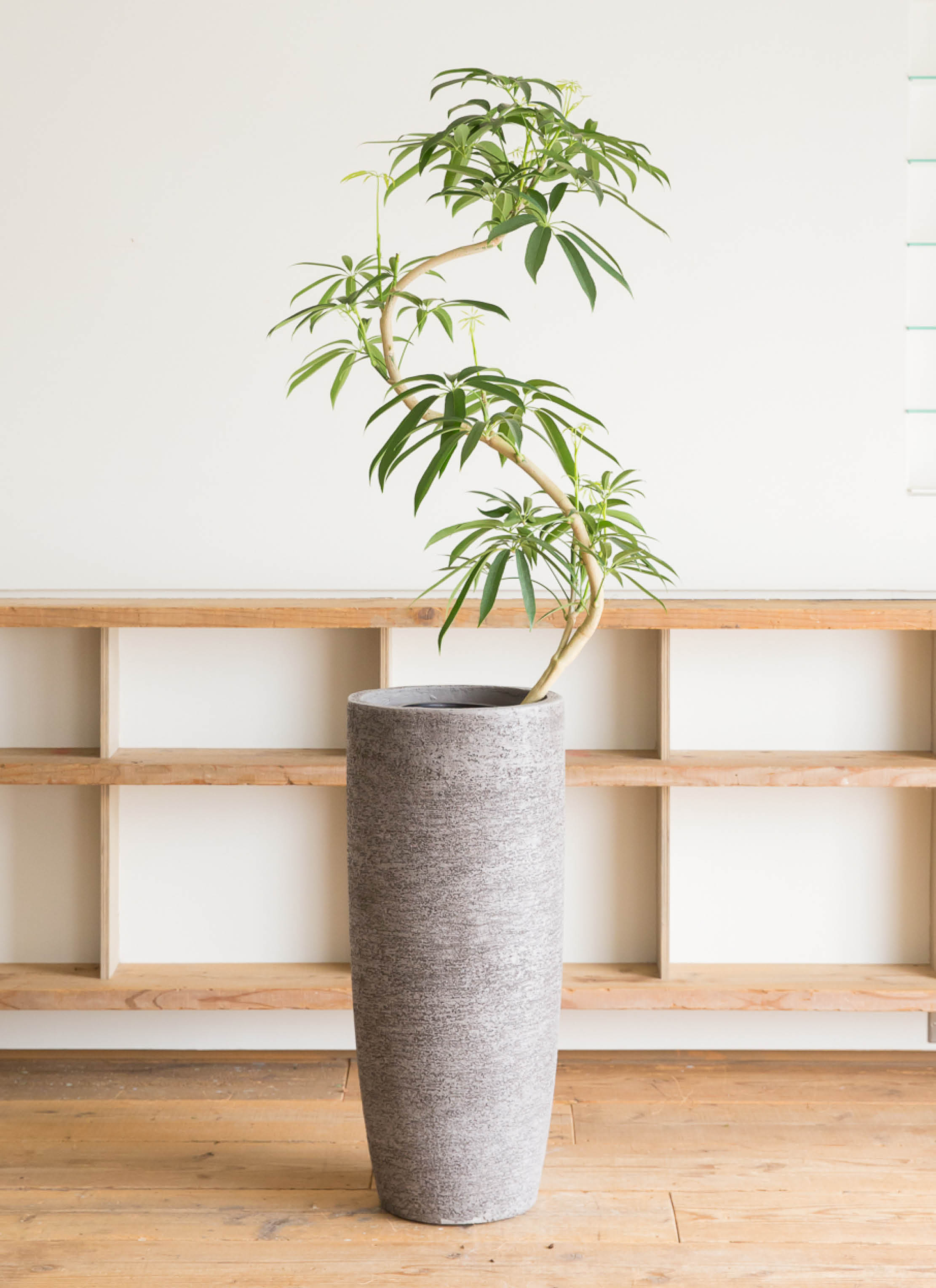 観葉植物 シェフレラ アンガスティフォリア 8号 曲り エディラウンド