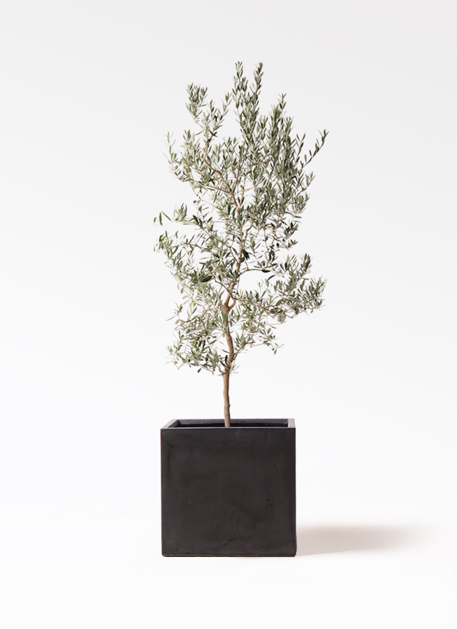 観葉植物 オリーブの木 10号 バロウニ ファイバークレイ キューブ 付き
