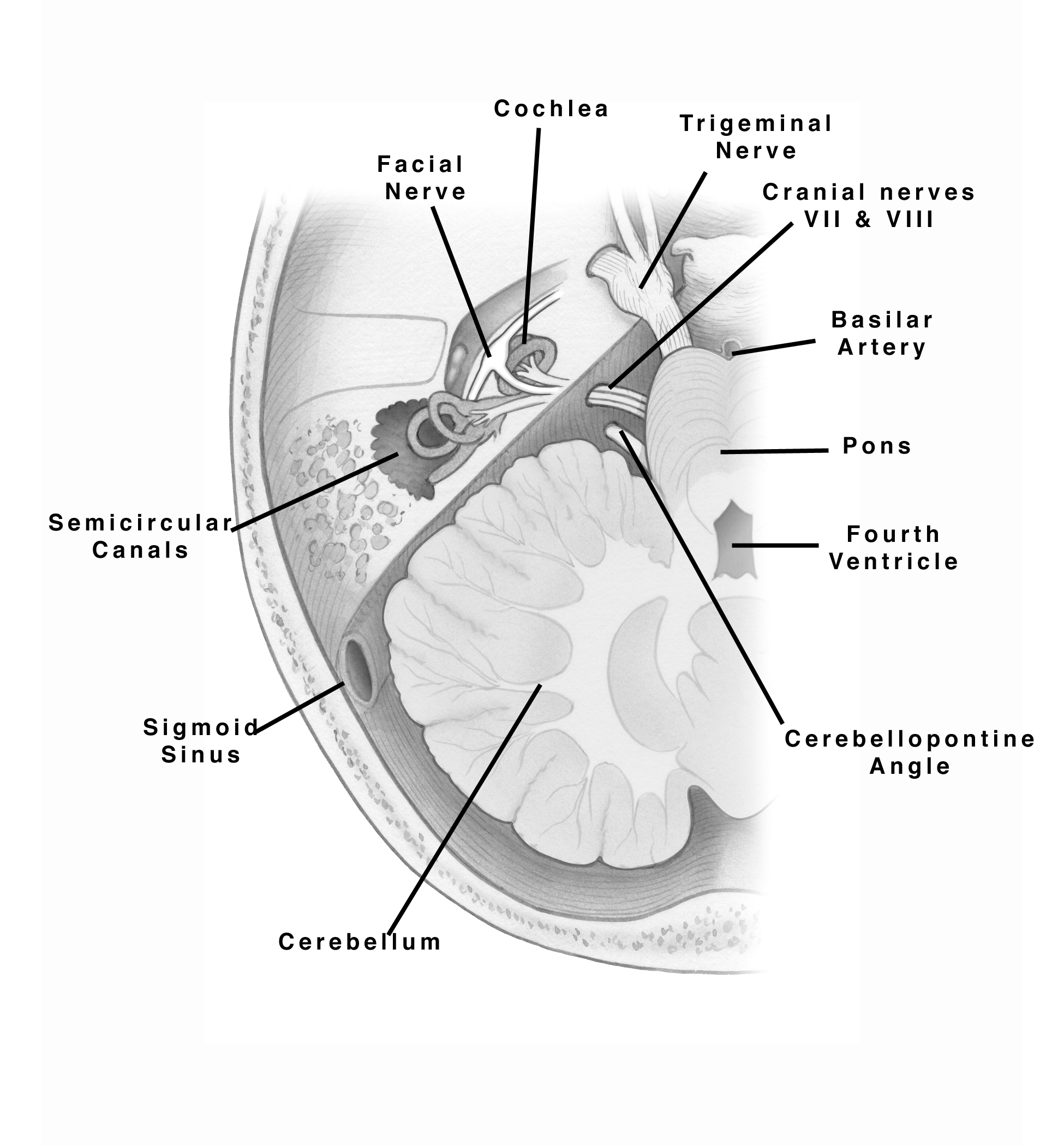Surgical and Tumor Anatomy – Skull Base Surgery Atlas
