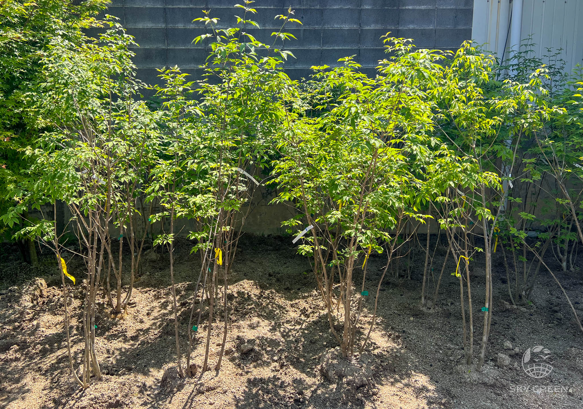 山採り ヒナウチワカエデ アオダモ 混合株 楽天市場】【現品】山採り