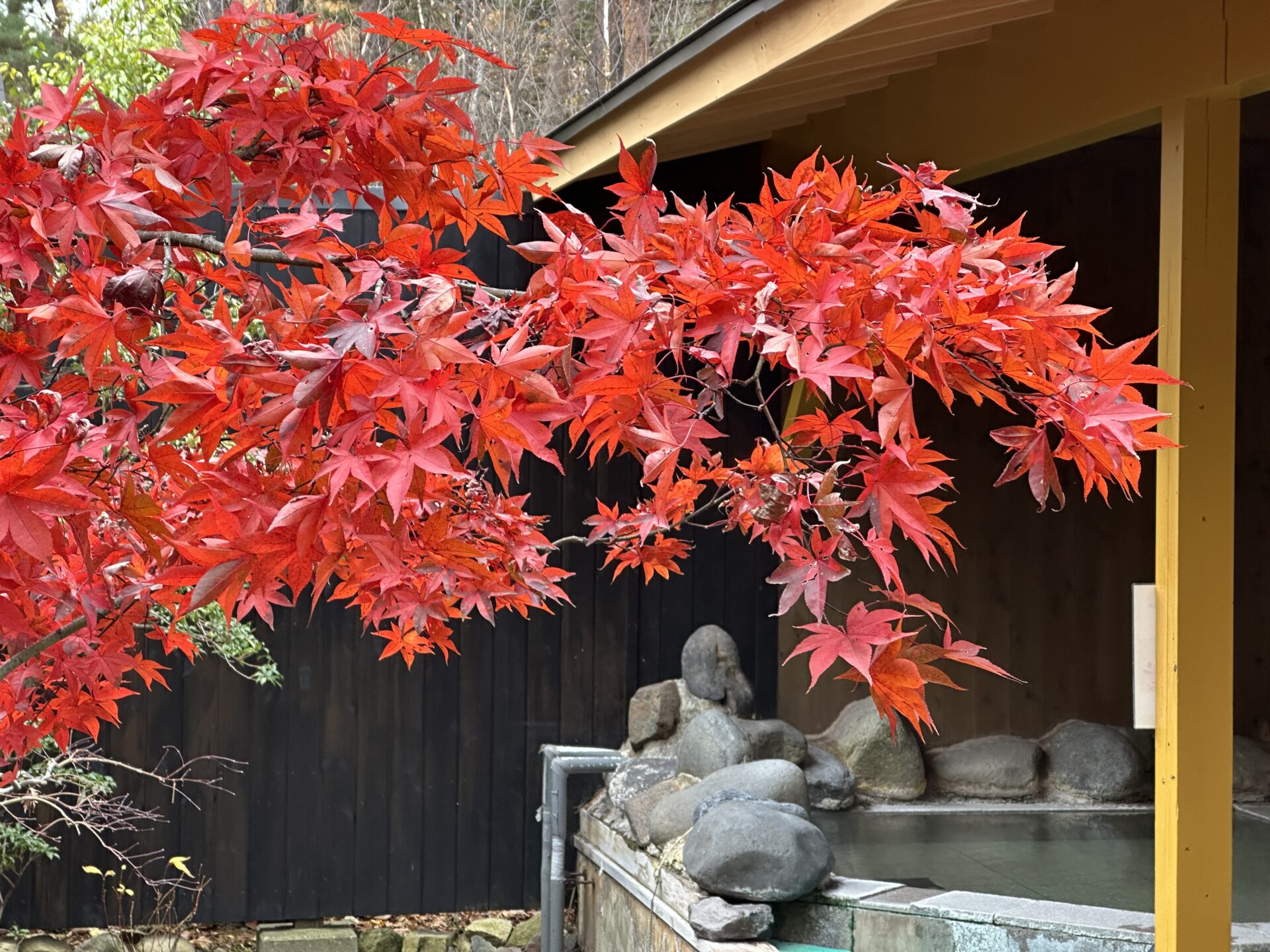 紅葉が最高潮に染まる―女性用露天風呂で迎える至福の秋 – 【公式】草津