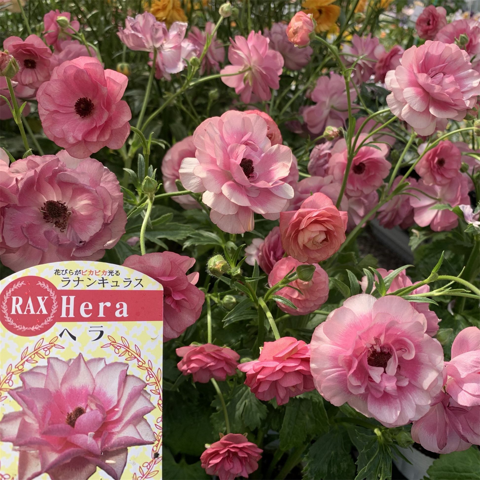 ラナンキュラス ラックス】ヘラ3.5号 | はなそうにんオゼジュン先生