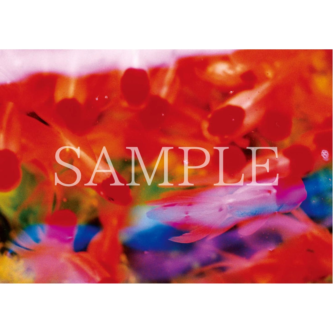 ポストカードセット｜ Liquid Dreams – MIKA NINAGAWA OFFICIAL STORE