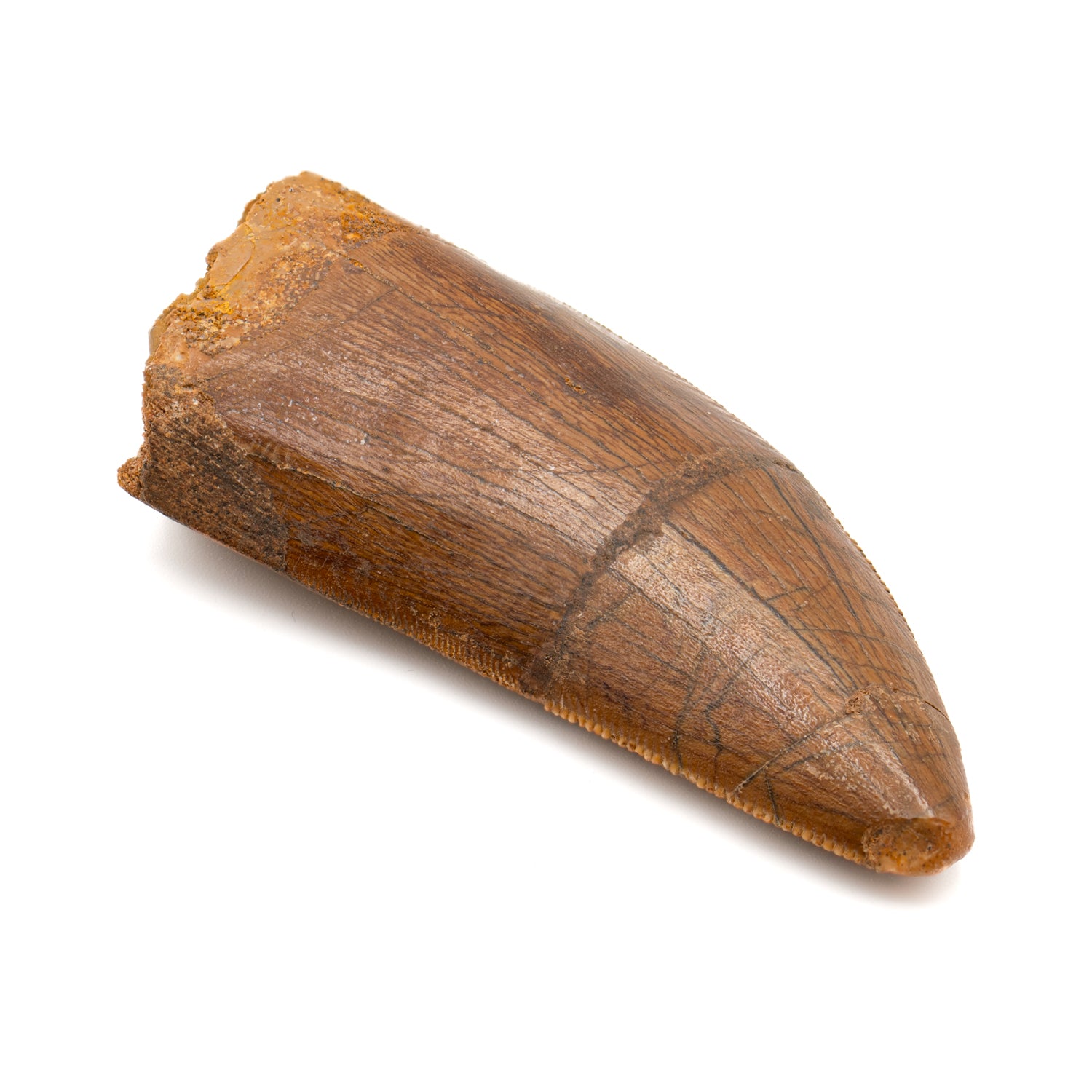 Carcharodontosaurus Tooth - SOLD 2.37
