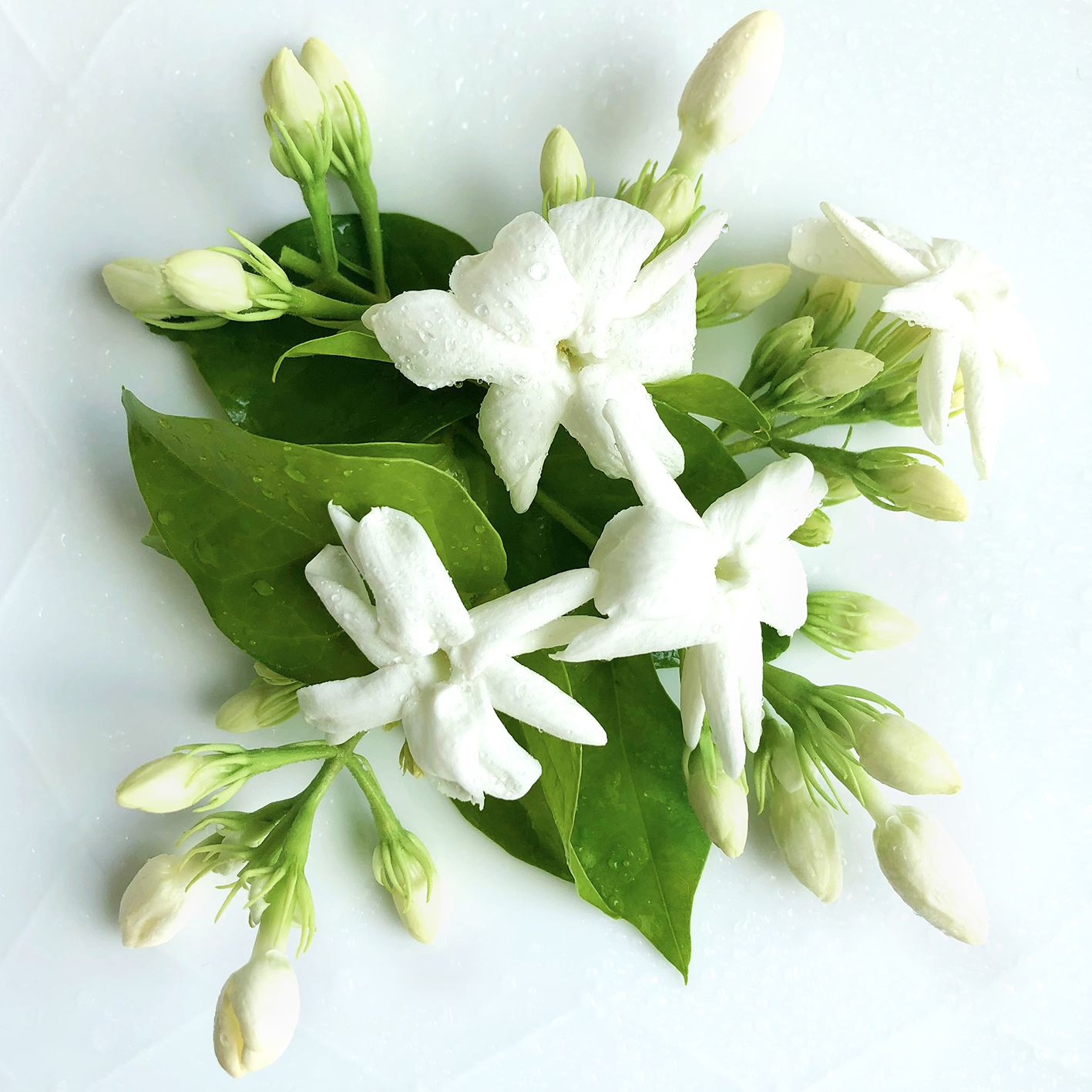 No.1 Jasmine Sambac オーデパルファム 8ml(8ml): クレイジージャスミン