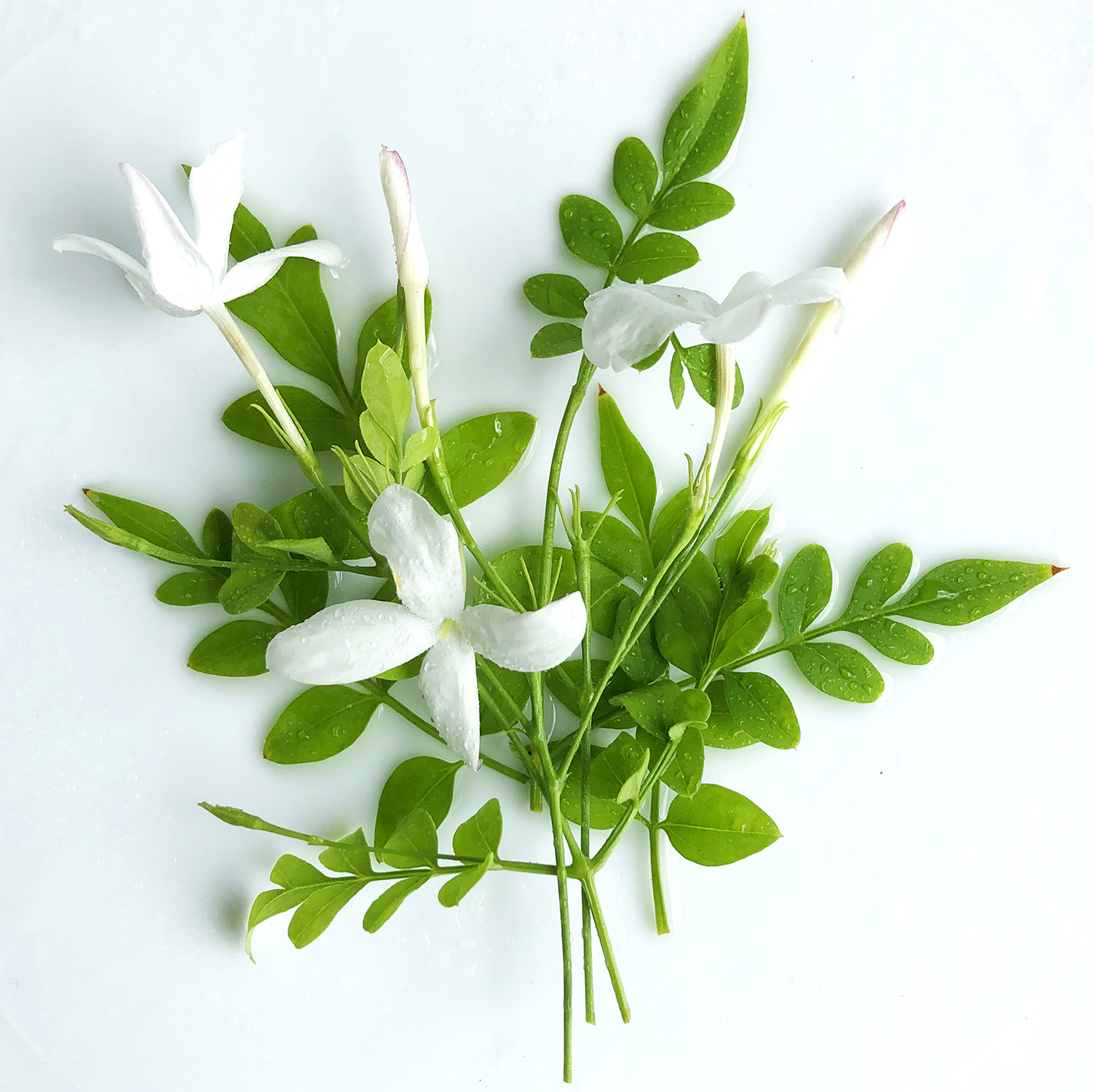 No.3 Royal Jasmine オーデパルファム 8ml(8ml): クレイジージャスミン