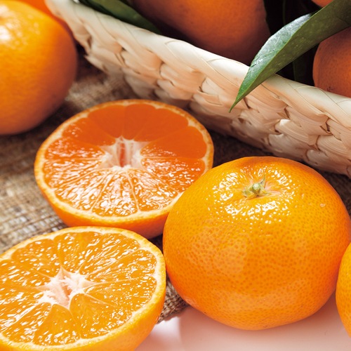 温州みかん・宮川早生| 種・苗・ガーデニング用品の【タキイネット通販】