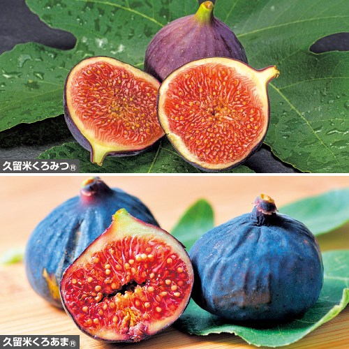 739-NYJ901.jpg?202602031613