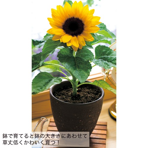 徳用 テーブルひまわり・F1スマイルラッシュ| 種・苗・ガーデニング