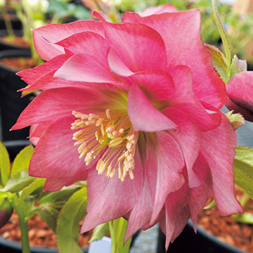 クリスマスローズ・アンティークピエラ| 種・苗・ガーデニング用品の