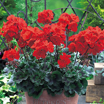 ゼラニュームの苗｜タキイネット通販【公式】