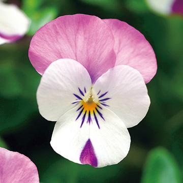 ビオラ・F1ソルベXP ピンクウイング| 種・苗・ガーデニング用品の