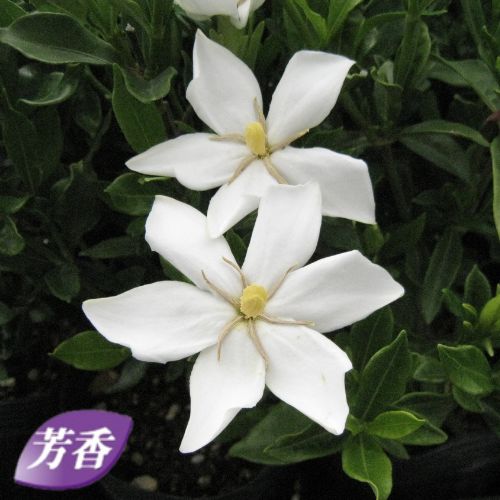 実なりクチナシ・一重咲き| 種・苗・ガーデニング用品の【タキイネット