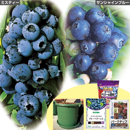 人気のブルーベリー大苗セット| 種・苗・ガーデニング用品の【タキイ