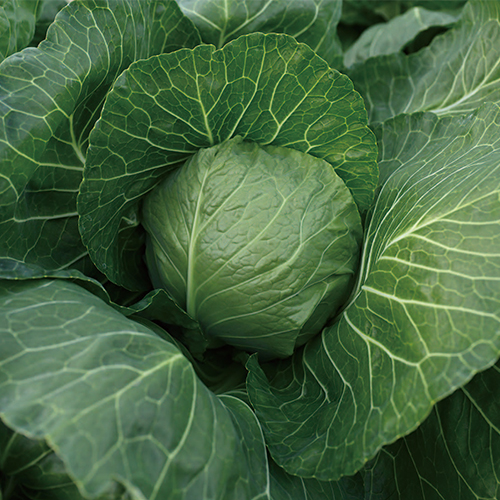 キャベツ・ミニックス40| 種・苗・ガーデニング用品の【タキイネット