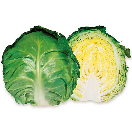 キャベツ・ミニックス40| 種・苗・ガーデニング用品の【タキイネット