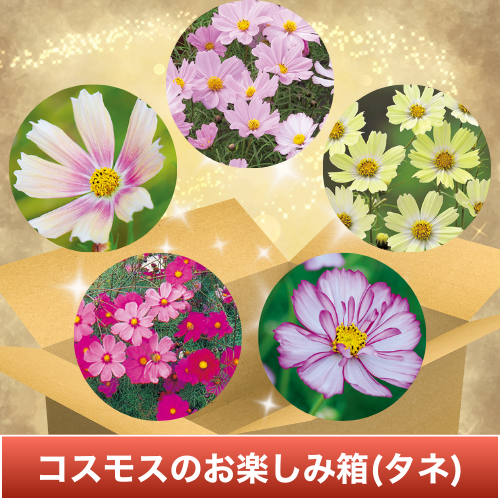 コスモス・シーシェル 混合| 種・苗・ガーデニング用品の【タキイ