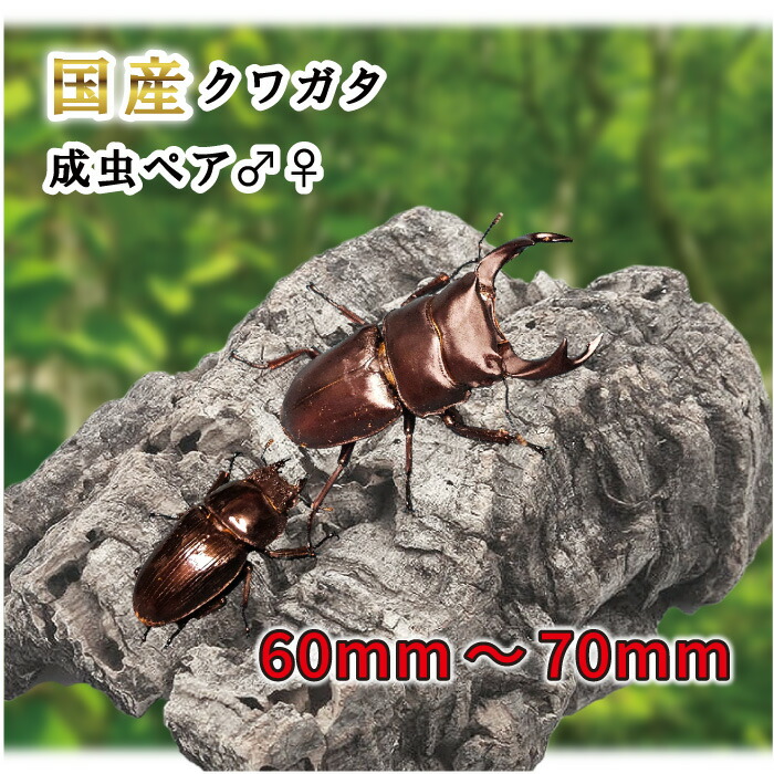 楽天市場】特大血統【DDA】能勢産オオクワガタ(能勢YG) 成虫 ♂75～超