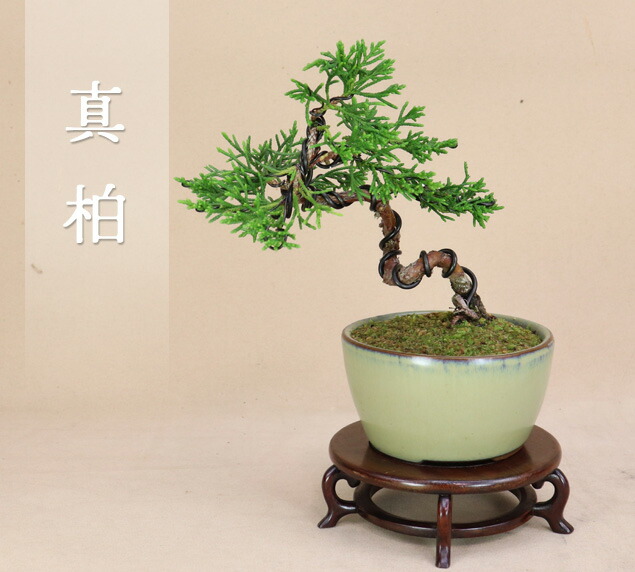 楽天市場】糸魚川真柏 小品サイズ盆栽（素材）プラ鉢【いよじ園