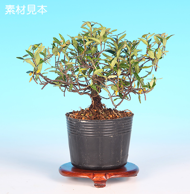 楽天市場】盆栽 荒皮いぼた イボタ 水蝋 小品盆栽 ミニ盆栽 盆栽素材