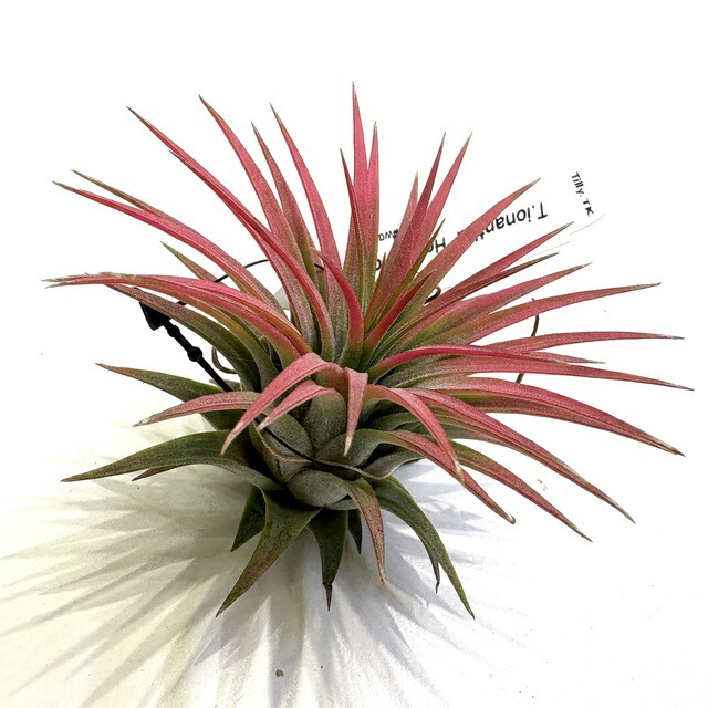 楽天市場】(現品) チランジア イオナンタ 'ヘッジホッグ' (No.22094