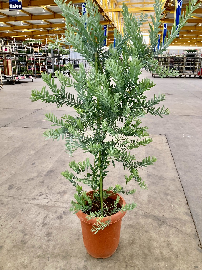 楽天市場】【現品発送】ブルーブッシュ アカシア 10号 1.8-2.2m(鉢底