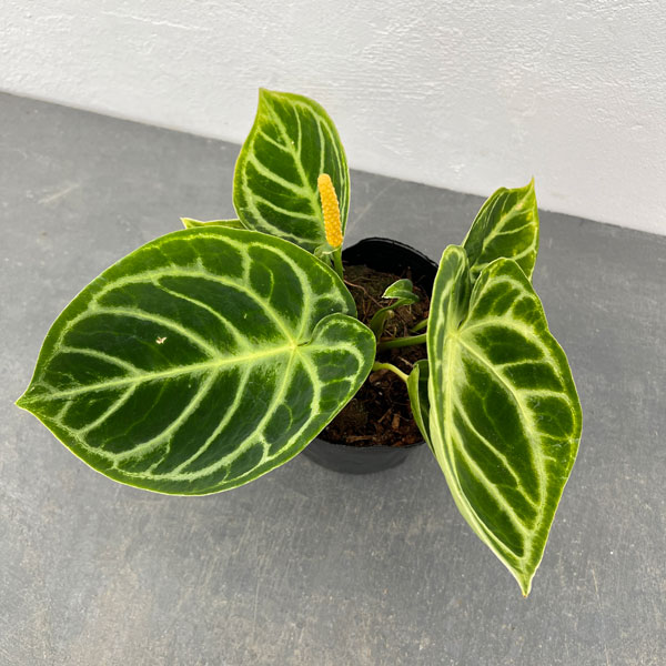 楽天市場】観葉植物/（わけあり特価）アンスリウム：ドラヤキ×クリスタ