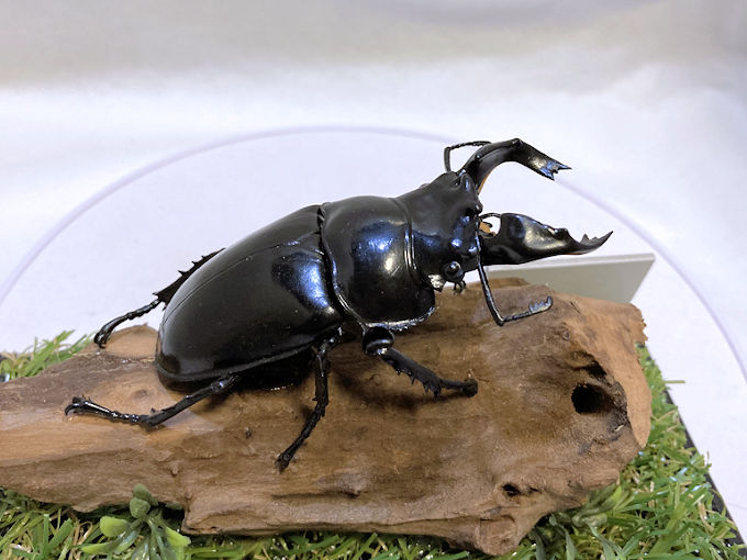 楽天市場】むしや本舗 タランドゥス オオツヤクワガタ成虫 メス単品 各