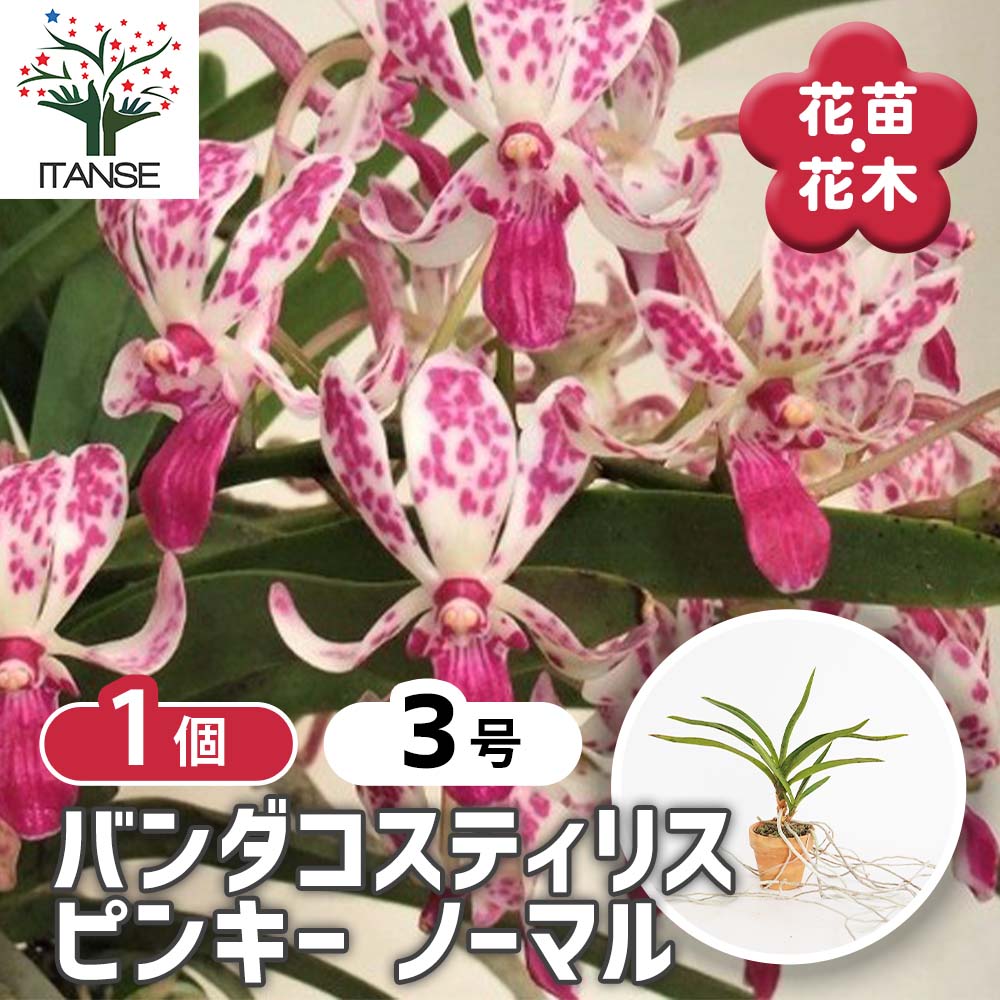 楽天市場】洋ランの苗『バンダ プリンセス 「ミカサ ブルー」 【花咲く