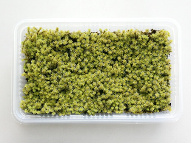 楽天市場】苔 こけ コケ ハイゴケ 【ハイゴケミニパック（M1）(222