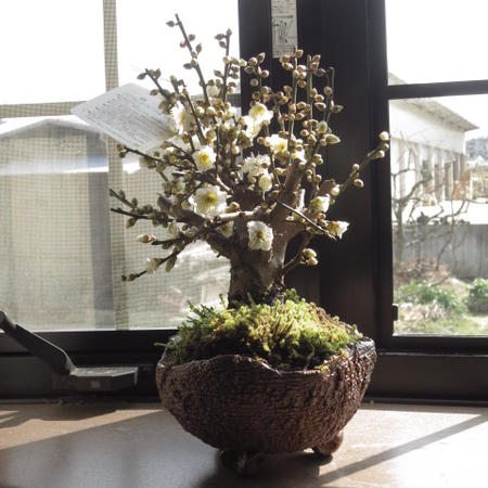 楽天市場】希少日光梅盆栽盆栽 梅2026年花芽有り 【盆栽向き】プラ鉢5