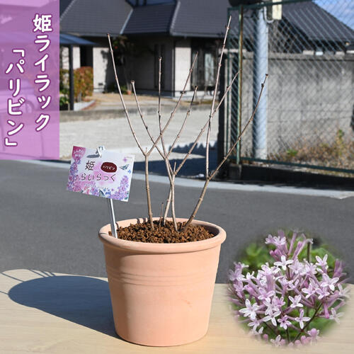 楽天市場】ライラック プレジデントグレビー 接木2年生 1本 : e-フラワー