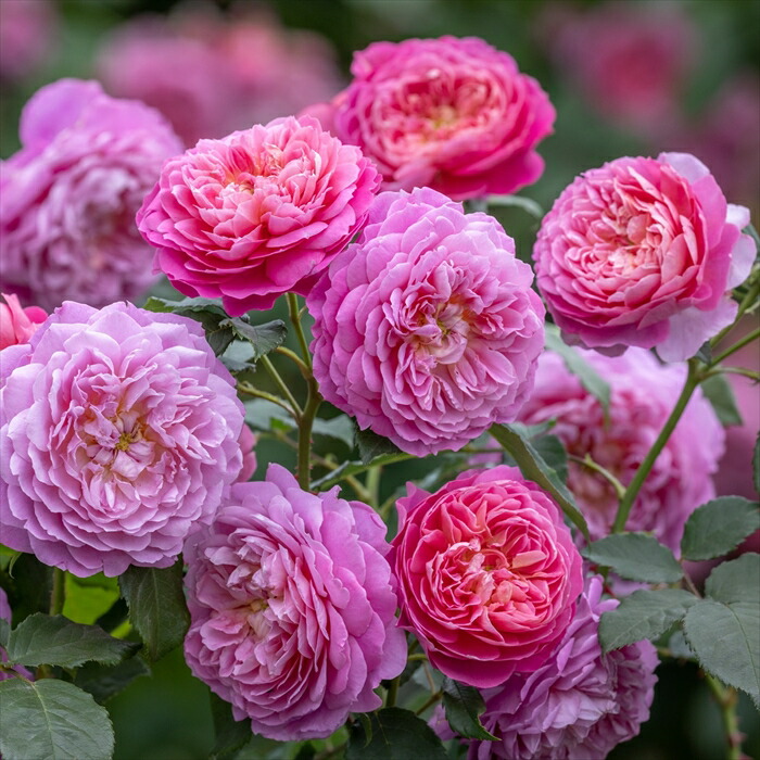 楽天市場】予約販売 バラ苗 バラ大苗 イングリッシュローズ ジェームズ