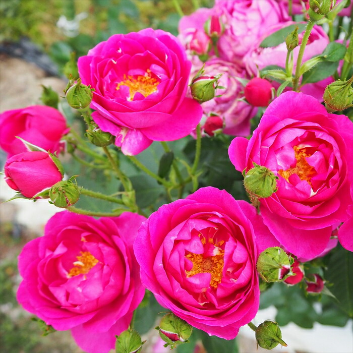 楽天市場】予約販売 バラ苗 バラ大苗 中輪 パープルハート 四季咲き