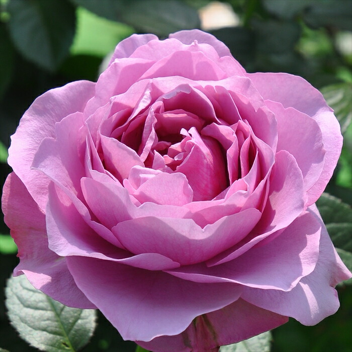 楽天市場】予約販売 バラ苗 バラ大苗 ロサ オリエンティス 葵の上 品種