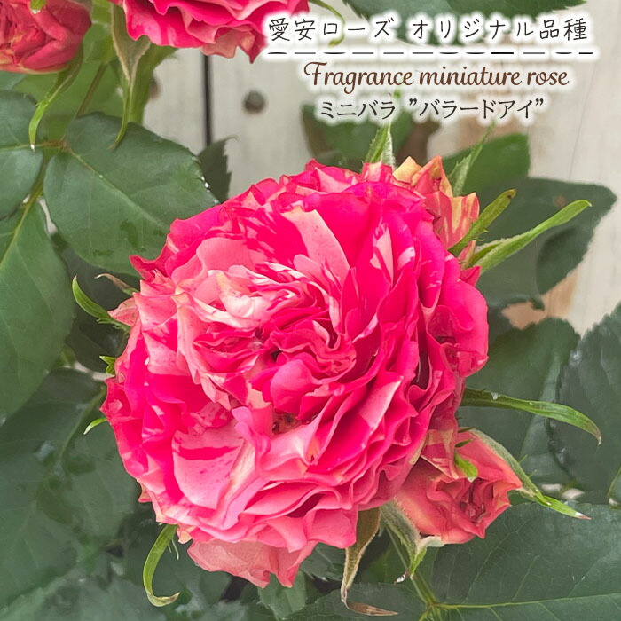 楽天市場】【まもなく締め切り】 予約販売 ミニバラ バラードアイ 3号