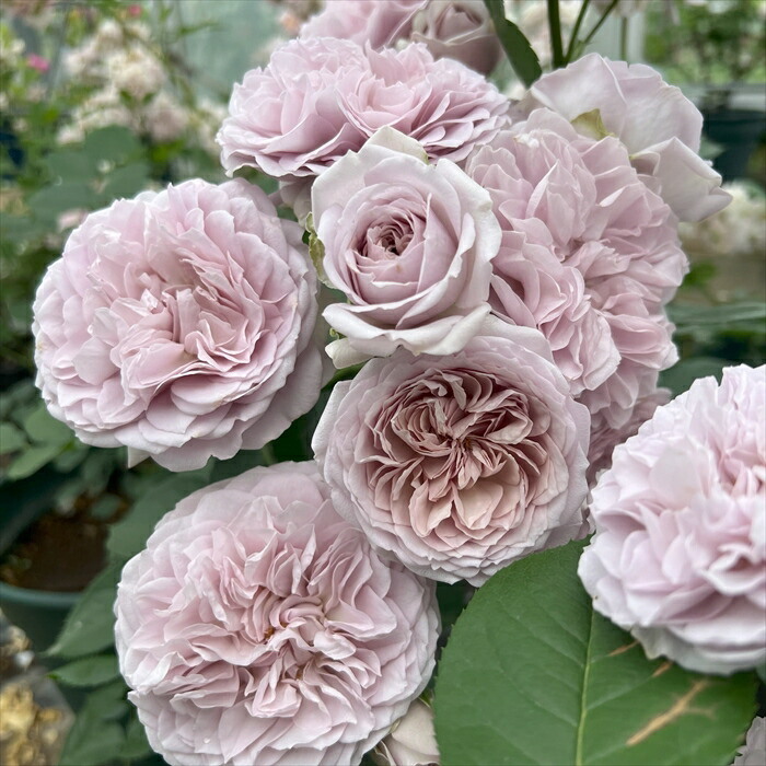 楽天市場】送料無料【ル・ソワール 6号鉢大苗予約】鉢植え バラ 薔薇