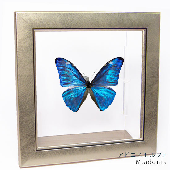 楽天市場】昆虫標本 蝶の標本 ポルティスモルフォ メタリック調ライト