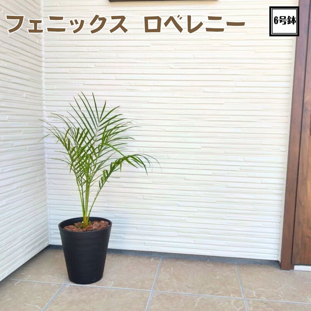 楽天市場】【現品発送】ナンノロプス アラビカシルバー（耐寒性椰子