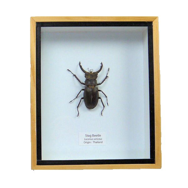 楽天市場】昆虫の標本 ツヤクワガタエレガンス Odontolabis elegans