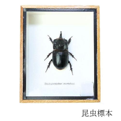 楽天市場】昆虫の標本 シャムオオキバノコギリカミキリ Dorysthenes