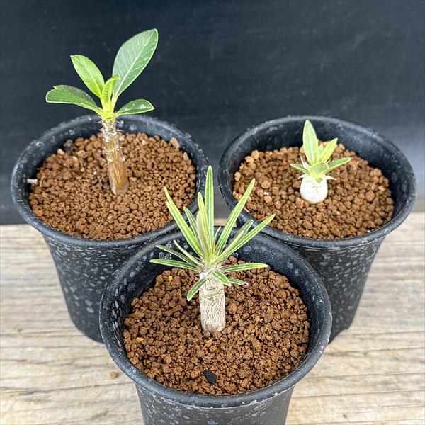 楽天市場】コーデックス：パキポディウム グラキリス×恵比寿笑い 実生