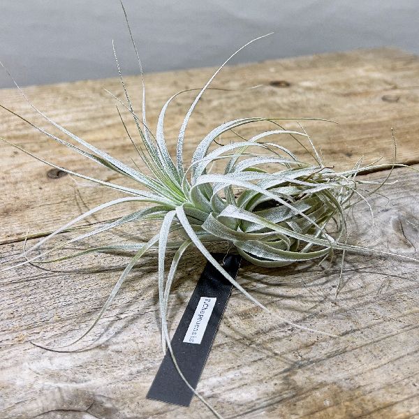 楽天市場】観葉植物：チランジア エアープランツ カーリースリム R