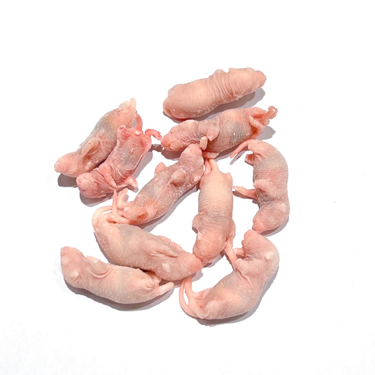 ROCKSTAR GROUP ONLINE STORE / 冷凍エサ