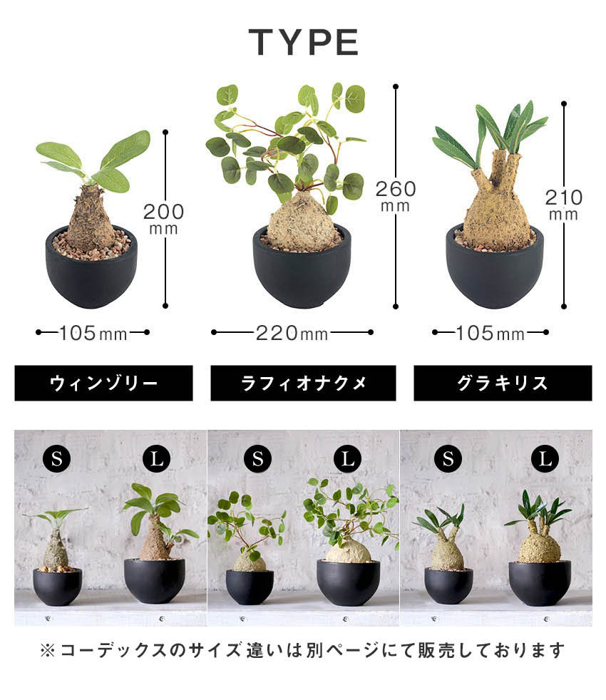 CT触媒 コーデックスS 塊根植物 多肉植物 おしゃれ フェイクグリーン