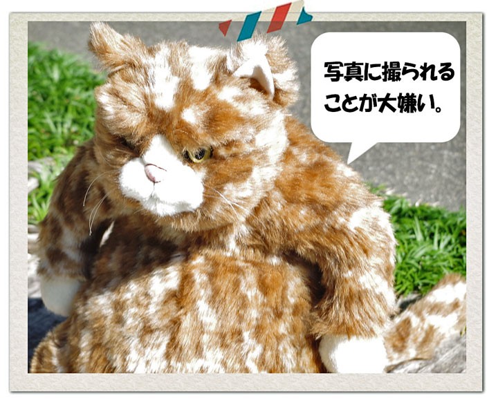 Cuddly ムッシュ｜Cuddly（カドリー）猫ぬいぐるみ｜肥満気味などや顔