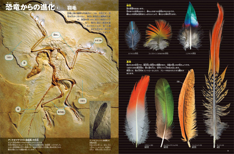 小学館 図鑑NEO DVDつきセット （既16巻） '21年度 : 脳トレ生活