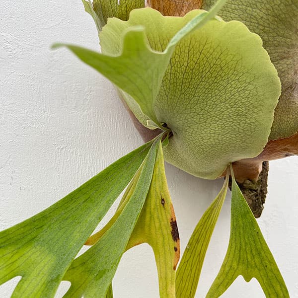 観葉植物 （わけあり特価）ビカクシダ（コウモリラン） フーンシキ