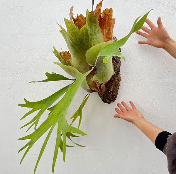 観葉植物 （わけあり特価）ビカクシダ（コウモリラン） フーンシキ