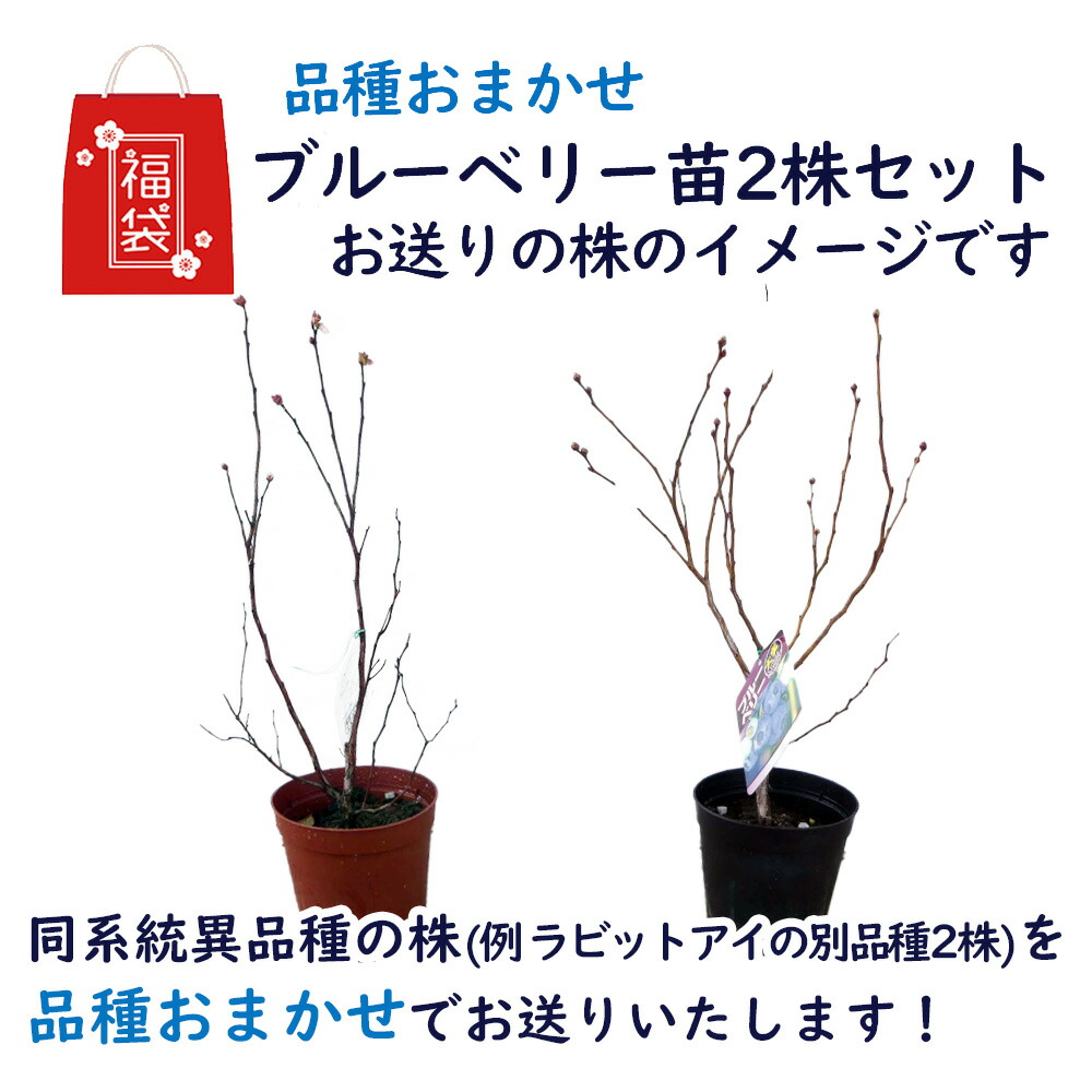 ブルーベリー 苗 苗木 品種おまかせ2株セット 樹高30〜60cm 4.5cm鉢